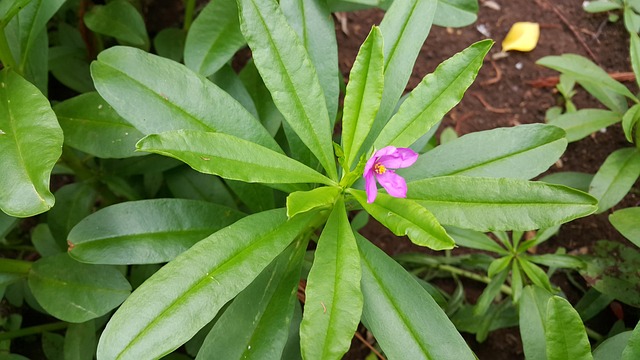 泰国人参 参 草本植物 - 上的免费照片