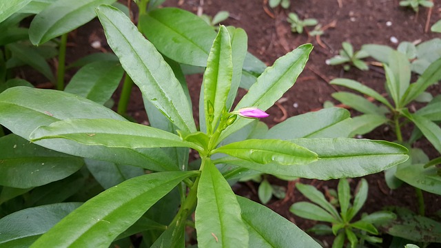 泰国人参 参 草本植物 - 上的免费照片