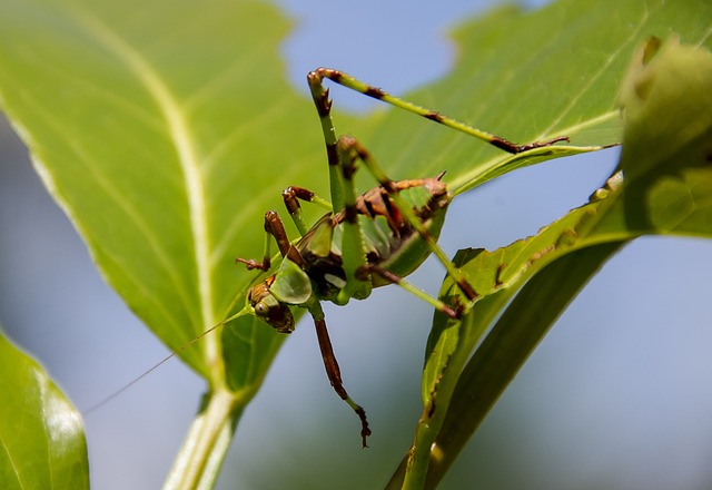 Katydid若虫 蚱蜢 斑驳的蜈蚣 - 上的免费照片