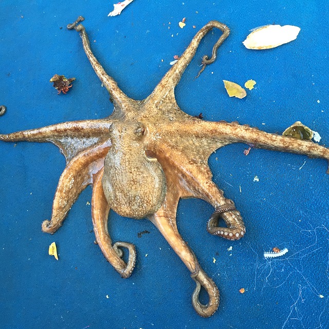 章鱼 息肉 棕褐色 - 上的免费照片