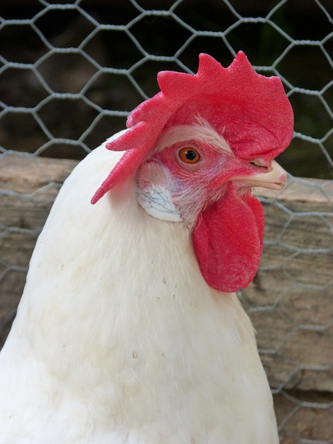 母鸡 鸡 畜栏 - 上的免费照片