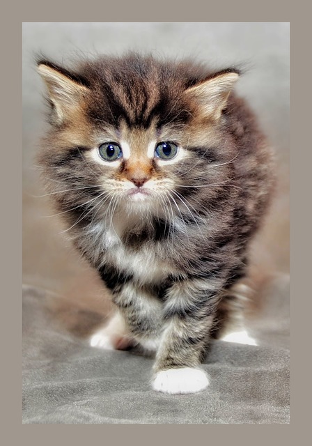 小猫 猫孩子 脾气暴躁的猫 - 上的免费照片