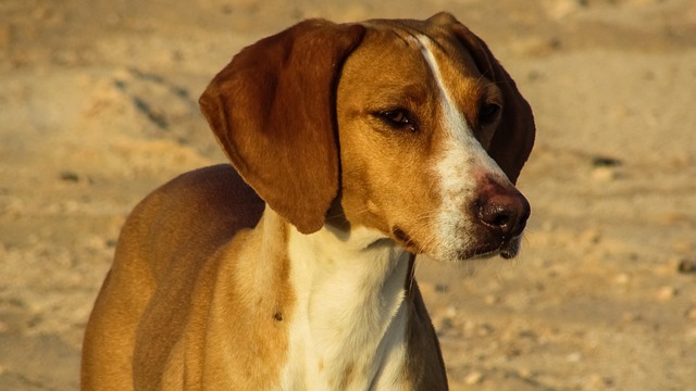 狗 维兹拉 棕色 - 上的免费照片