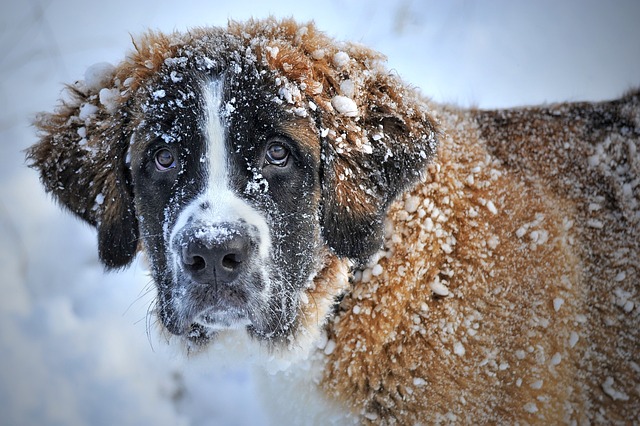 狗 家畜 雪 - 上的免费照片