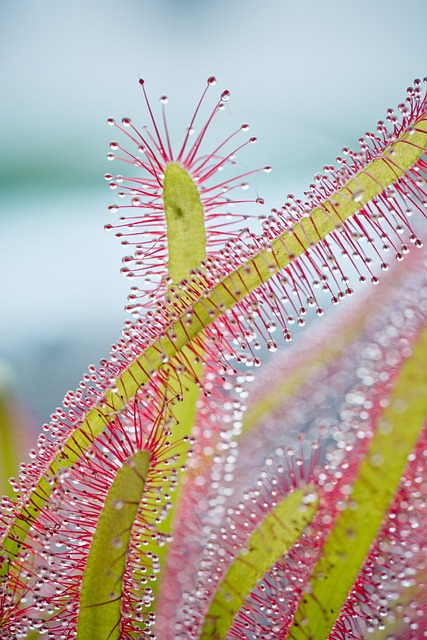 开普敦茅草 植物 飞沫 - 上的免费照片