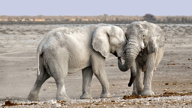 大象 动物 苹果浏览器 - 上的免费照片