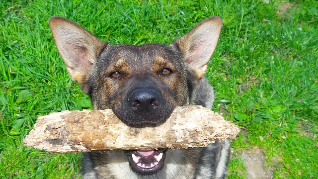 德国牧羊犬 婊子 狼灰 - 上的免费照片