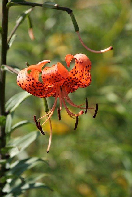 虎百合 橙色的 花 - 上的免费照片