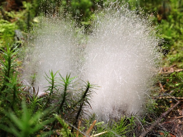 线菌 花丝 美好的 - 上的免费照片