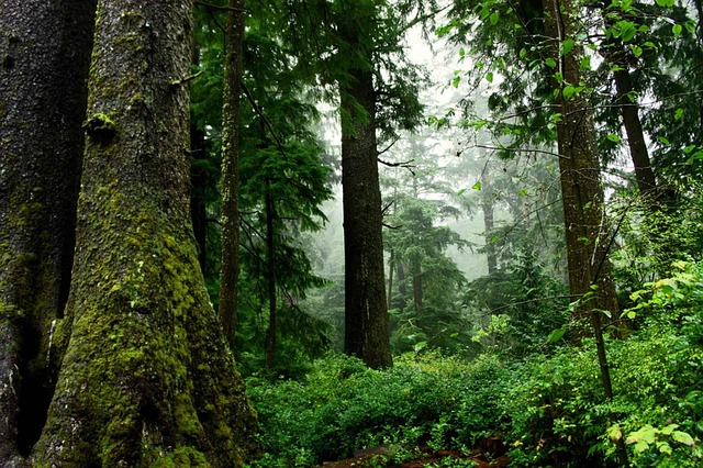 森林 喝 自然 - 上的免费照片