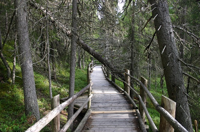 森林 小路 长树 - 上的免费照片