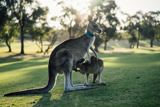 澳大利亚 袋鼠 内陆地区 - 上的免费照片