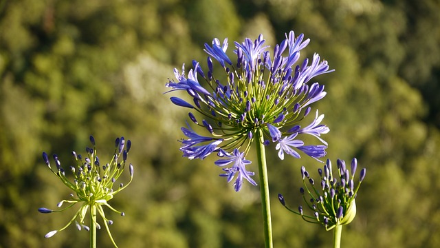 珠宝首饰的百合花 百子花 爱花 - 上的免费照片