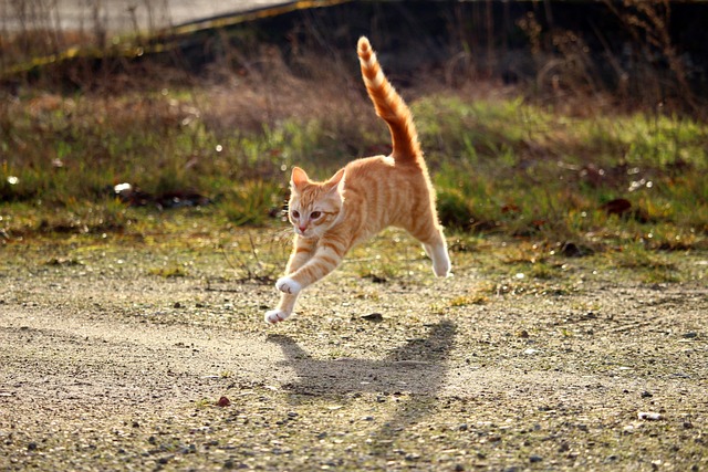 猫 小猫 红鲐鱼鱼骨 - 上的免费照片
