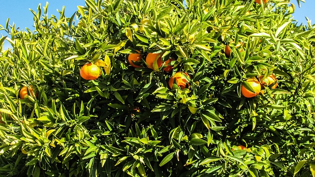 塞浦路斯 莫菲洛蒂 桔子树 - 上的免费照片