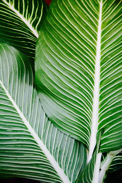 棕榈 树叶 植物 - 上的免费照片