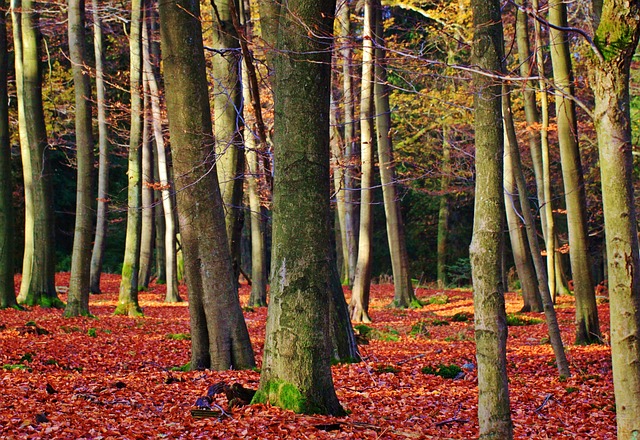 森林 落下 秋叶 - 上的免费照片