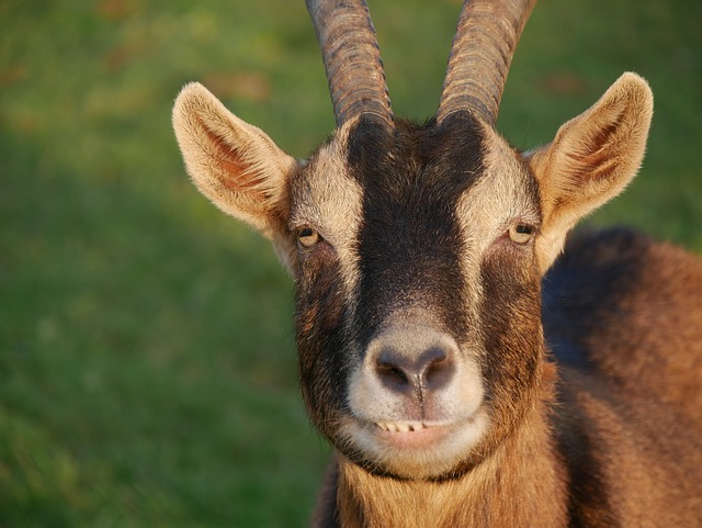 山羊 棕色的 动物 - 上的免费照片