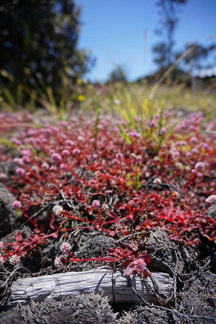 科纳 火山 夏威夷 - 上的免费照片