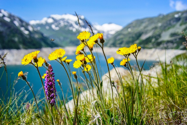 花朵 授粉 自然 - 上的免费照片
