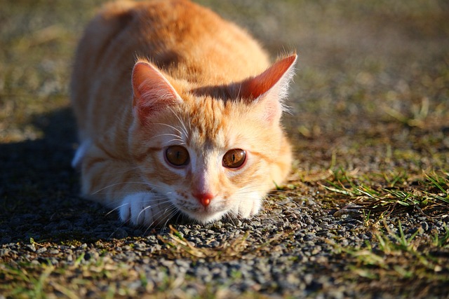 猫 小猫 红虎斑 - 上的免费照片