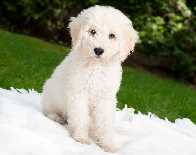 狗 小狗 Labradoodle - 上的免费照片