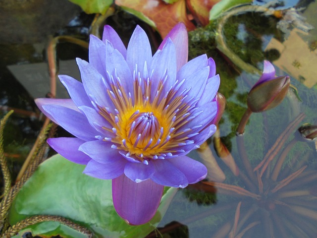 紫色 睡蓮 植物 - 上的免费照片