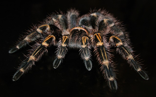 狼蛛 蜘蛛 昆虫 - 上的免费照片