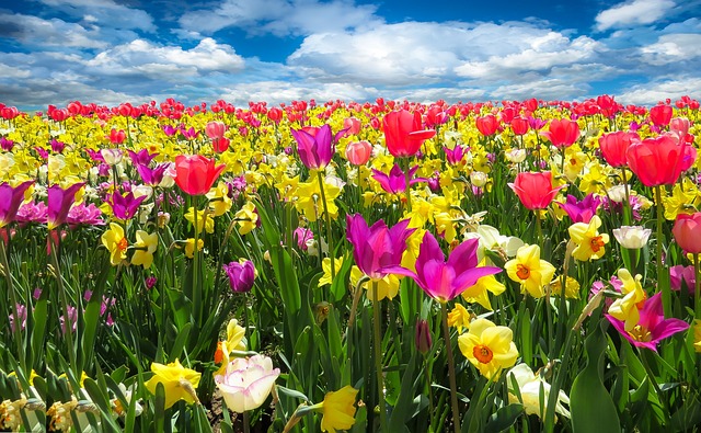 郁金香 水仙花 花朵 - 上的免费照片