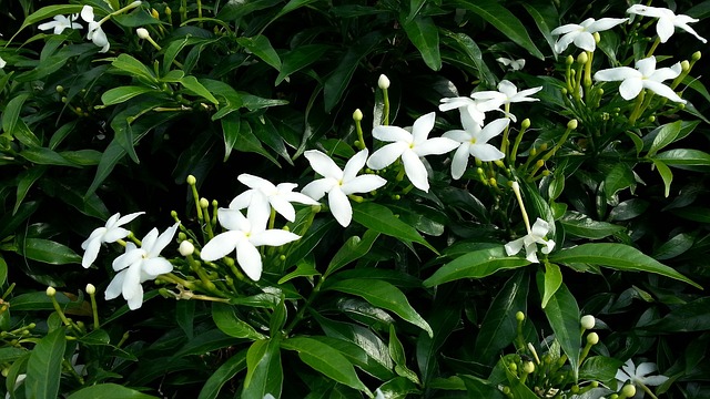 白花 星茉莉 开花 - 上的免费照片