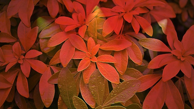 床单 植物 湿叶 - 上的免费照片