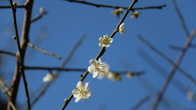 梅花 中華民國 白花 - 上的免费照片