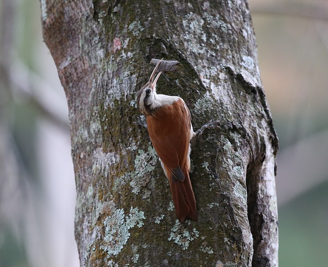 棕色啄木鸟 鸟 往上走 - 上的免费照片