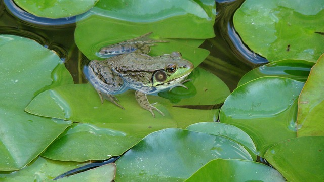 青蛙 蟾蜍 牛蛙 - 上的免费照片