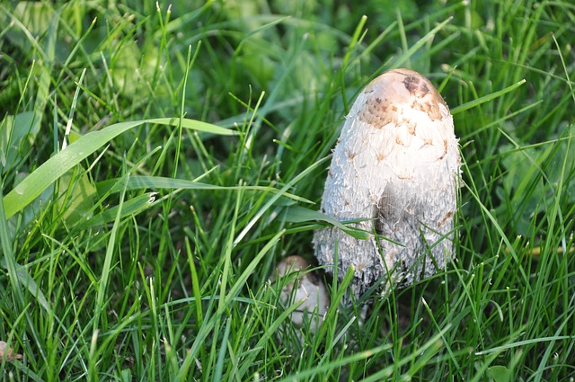 真菌 毒蕈 森林 - 上的免费照片