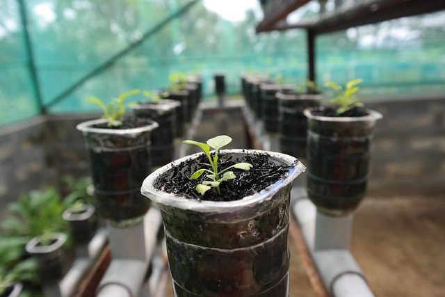 植物 水培 - 上的免费照片
