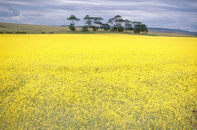 黄色 场地 花朵 - 上的免费照片