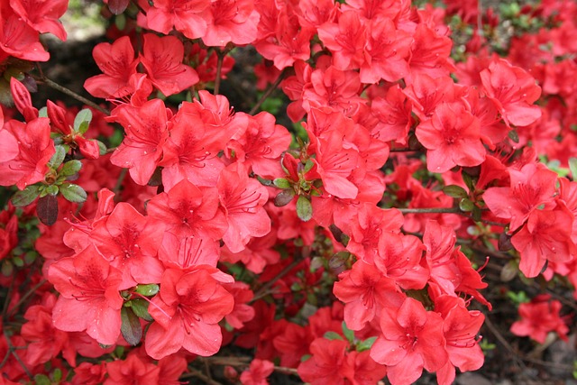 花朵 红色的 春天 - 上的免费照片