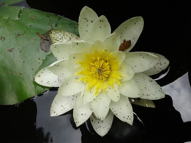 莲花 池塘 肮脏的 - 上的免费照片