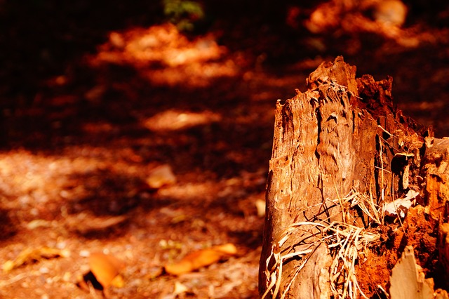 树 有创造力的 拯救树木 - 上的免费照片