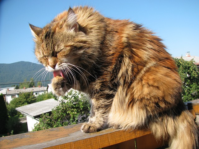 猫 缅因库恩 动物 - 上的免费照片