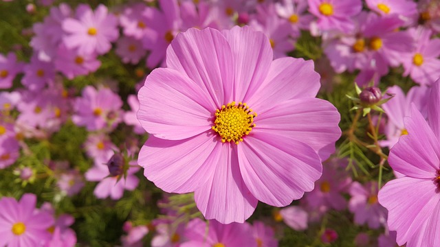 鄒菊花 風景 紅色 - 上的免费照片