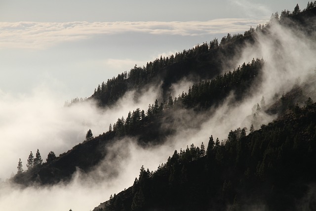 多雾路段 森林 山 - 上的免费照片