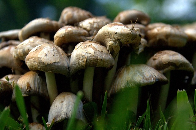 蘑菇 食物 有机的 - 上的免费照片