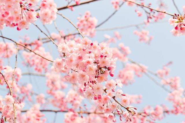 樱花树 粉色的 花朵 - 上的免费照片