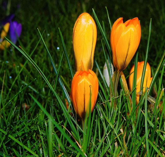 番红花 开花 2 月 - 上的免费照片