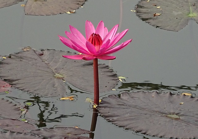 百合 花 红睡莲 - 上的免费照片