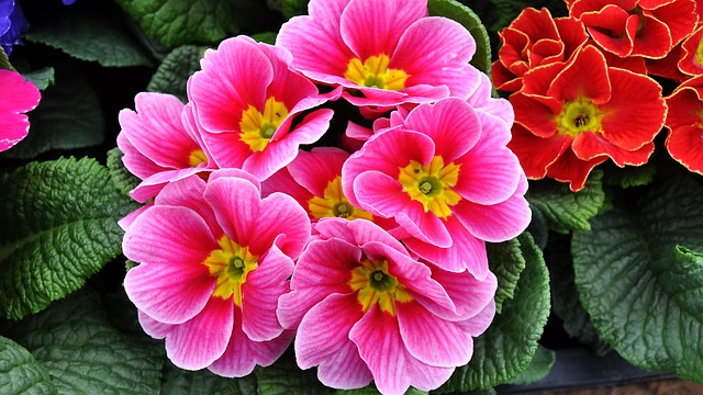 报春花 春天的花朵 - 上的免费照片