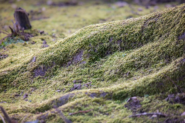 根 苔藓 树 - 上的免费照片