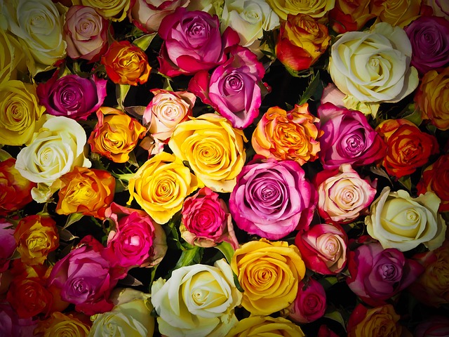 玫瑰 一束玫瑰 花束 - 上的免费照片